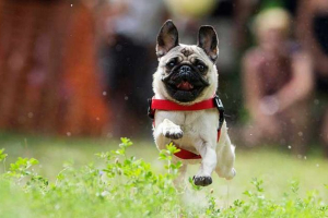 Скільки років мопс і з того, що це залежить? Скільки років мопс і з того, що це залежить?